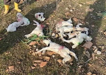 Çanakkale'de başıboş sokak köpeği dehşeti! Ağıla girdi dehşet saçtı: 10 kuzu telef oldu