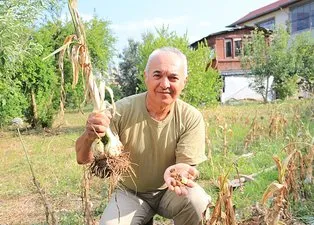 Tayland’dan gelen tohumu Adana’da ekti! Bu sarımsağı gören dönüp bir daha bakıyor
