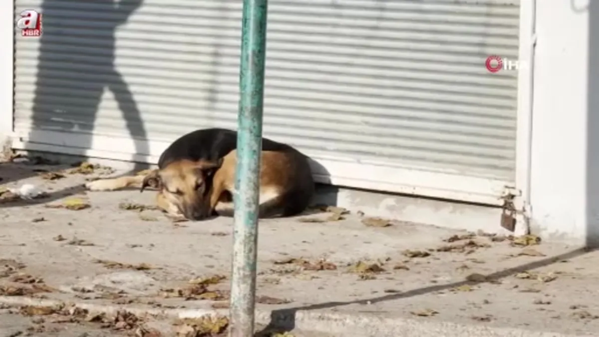 Diyarbakır'da başıboş sokak köpeği dehşeti