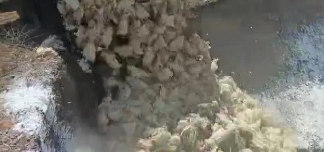 Kahramanmaraş'ta binlerce tavuk telef oldu