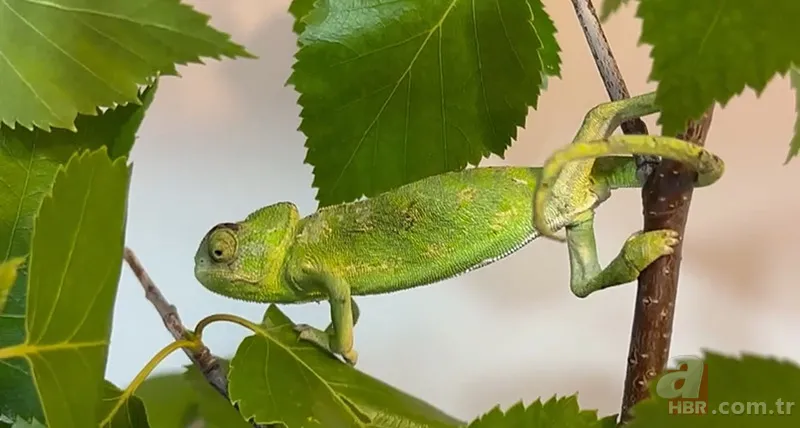 Maydanozların arasından çıkan şoke etti! Hal esnafı hemen ekiplere haber verdi | Fotoğraftaki ayrıntıya dikkat! 4