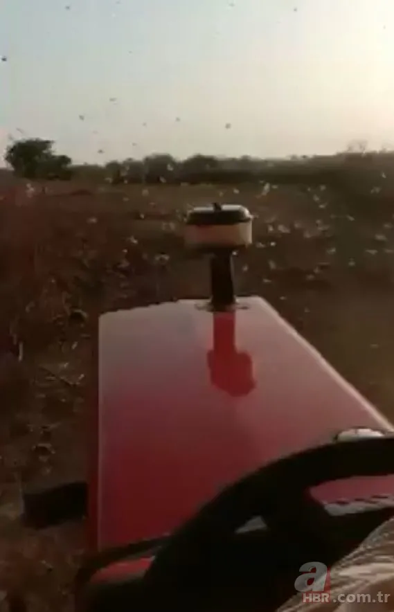 Yamyam çekirge o ilimizde yeniden ortaya çıktı 🦗 Kendi türünü yerken görüntülenmişti 11