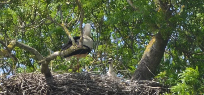 Afrika'dan Samsun'a geldiler! Görenleri şaşkına çevirdi: Bu kadarını hiç görmemiştim