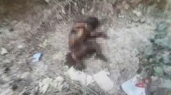 1688197939872.jpeg Bursa'da kan donduran vahşet! Yavru köpeği ayaklarını kesip yaktılar - 1
