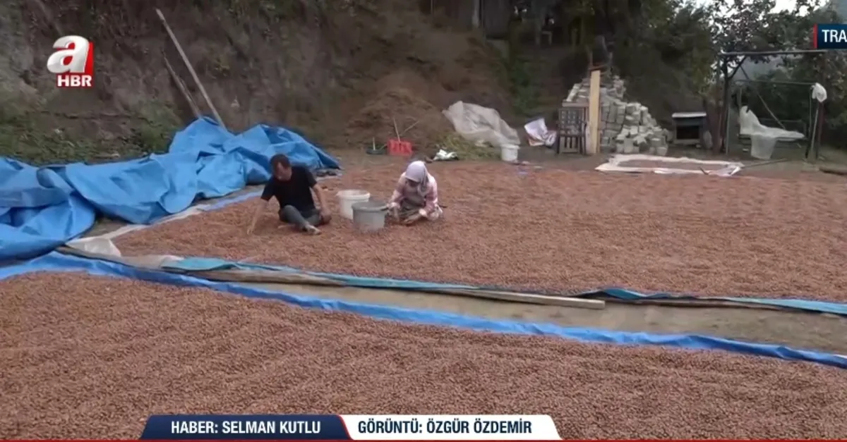 Fındıkta hasat ve depolama zamanı!