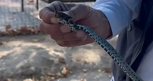 Vatandaştan yılan kurtarma operasyonu!