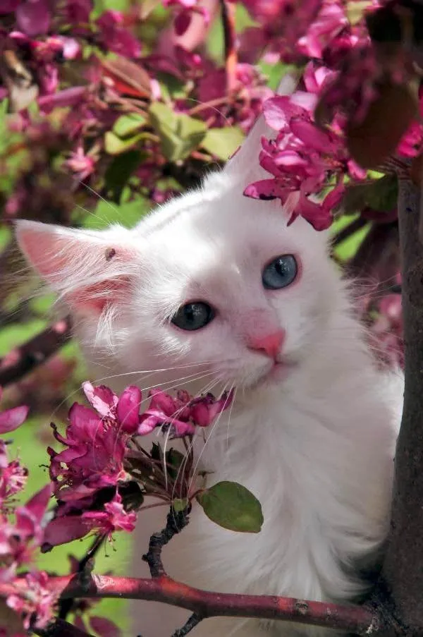 En iyi en güzel kedi fotoğrafları A Haber