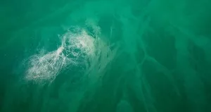 Müsilaj kabusu! Su yüzeyine her an çıkabilir