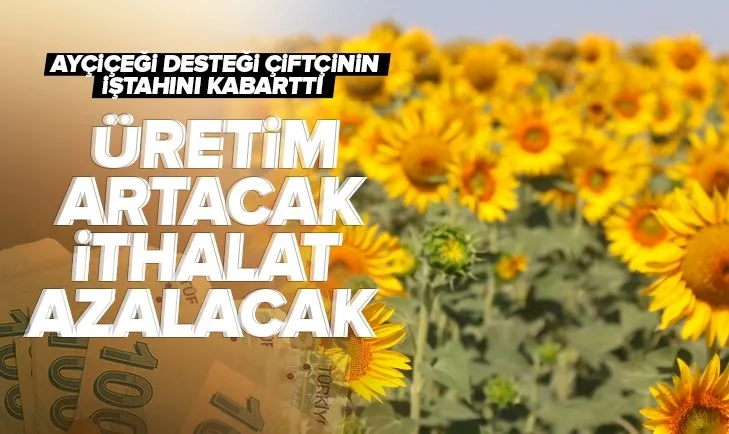 SON DAKİKA! Ayçiçeğinde üretim artacak ithalat azalacak! Çiftçinin talebi arttı