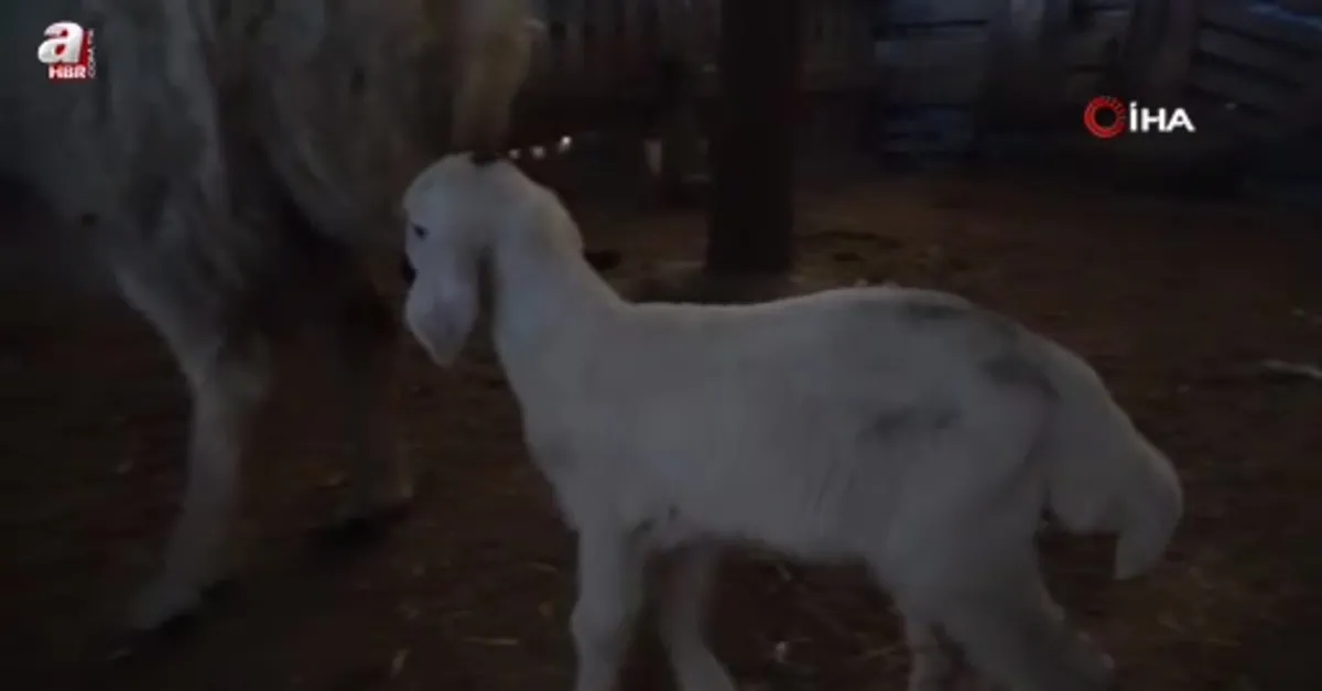 Yozgat’ta yılın ilk kuzuları