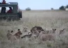 Kenya’da Dünya Aslan Günü