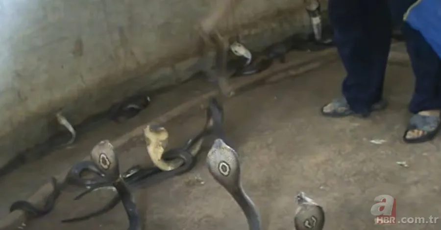 Yılan gösterisi için kobra seçen adam rahatlığıyla hayretler içinde bıraktı! 8