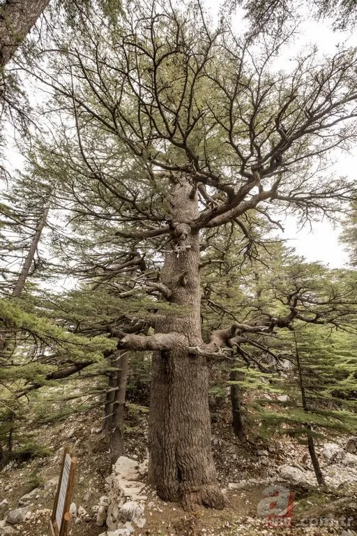 Çevre ve Şehircilik Bakanlığı hazırladı! İşte Türkiye’nin en yaşlı ağacı