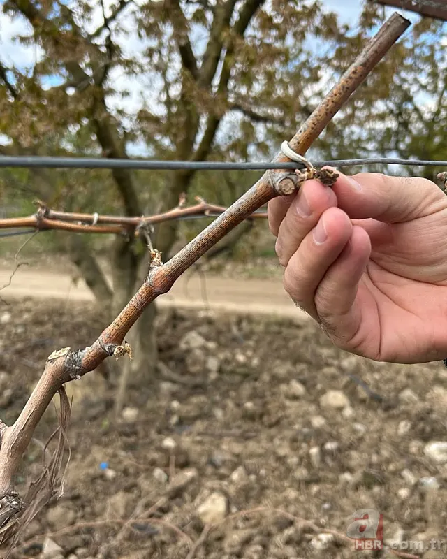 Şehir şehir zarar gören ürünler listesi: Fındık, Ceviz, Kiraz... Türkiye'de Zirai Don Haritası ortaya çıktı! 10