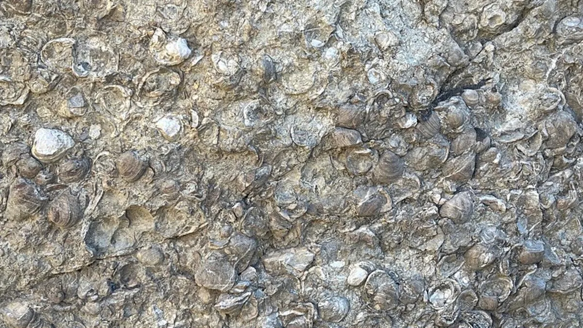 Erzurum'da bulundu! 200 milyon yıllık deniz fosili