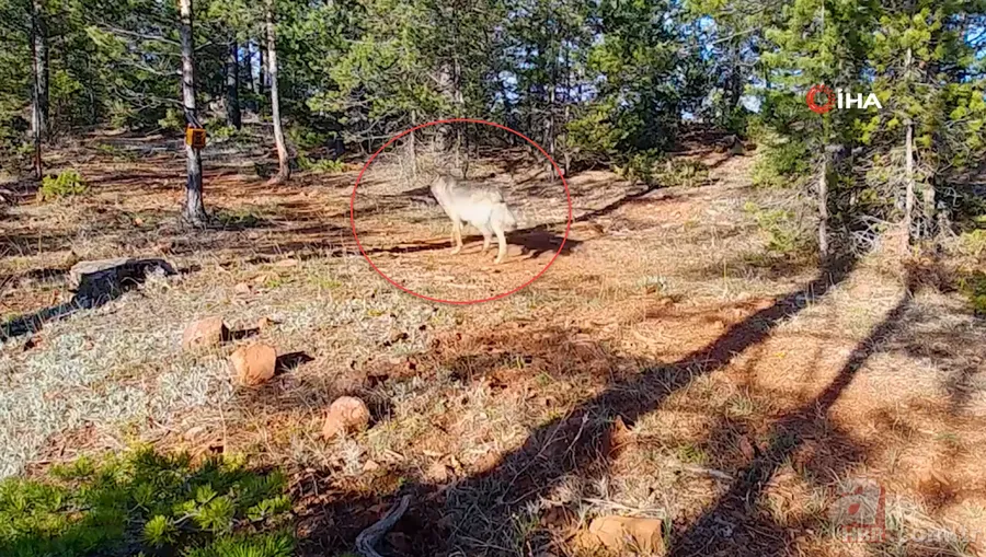 Nesli tehlike altındaki Kafkas vaşağı gündüz avlanırken görüntülendi! Vahşi doğa belgesellerini aratmadı 22