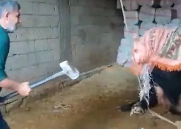 Vicdansız kasabın ifadesi ortaya çıktı! Balyozla işkence edilen boğa olayında yeni gelişme - 1