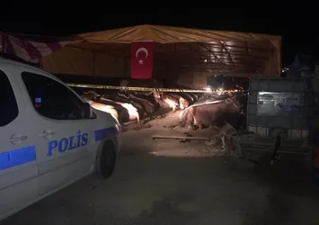 Kurbanlık satış yerinde silahlı kavga: 3 ölü, 3 yaralı