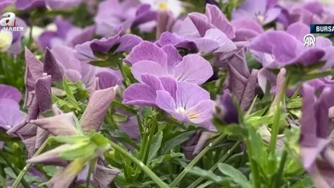 Bursa’da üretiliyor Japonya’da çiçek açıyor! Japonya’ya çiçek tohumu ihracatı