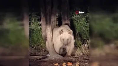 Yanlarına gelen yavru ayıya...