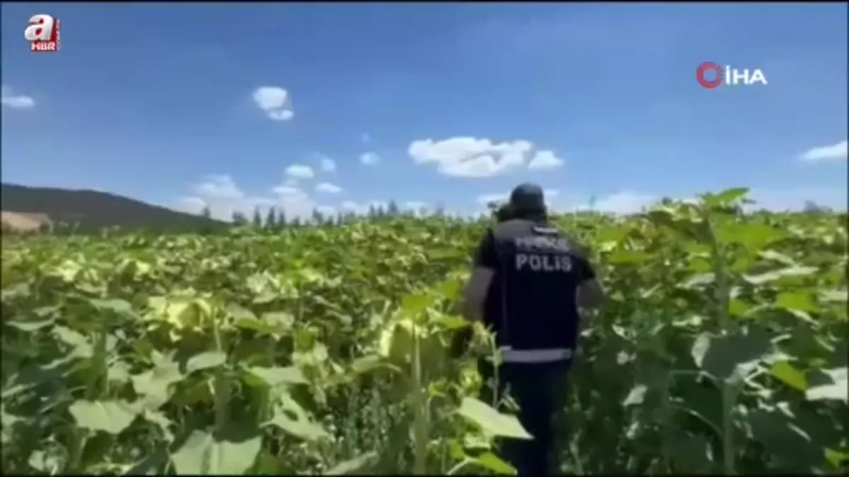 Samsun'da ayçiçeği tarlasının ortasına ekili 5 bin 230 kök kenevir ele geçirdi