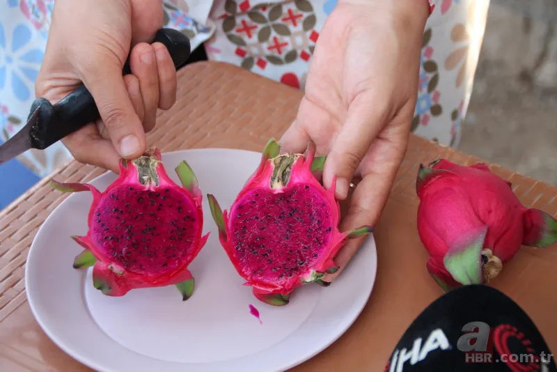 Yetiştirmek için serasına kamera koydu! Fiyatı el yakıyor: Gözümüz gibi bakıyoruz 5