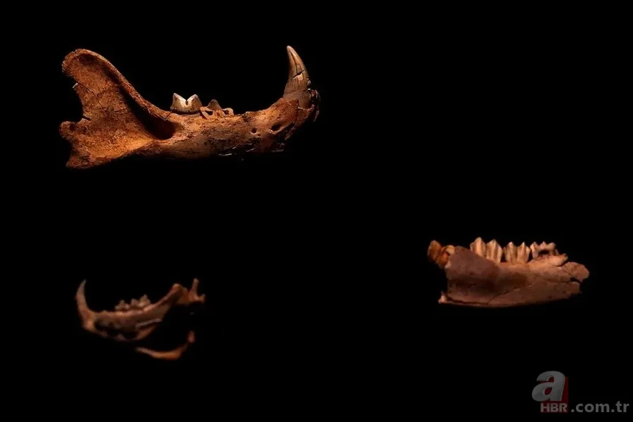 Dünya tarihini değiştirecek keşif! 1,4 milyon yaşında 24