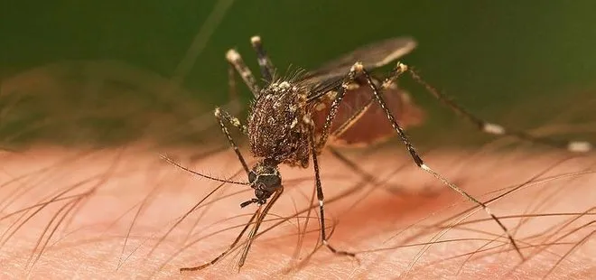 Asya Kaplan Sivrisineği alarmı! İstanbul ve İzmir dahil 13 il için flaş uyarı