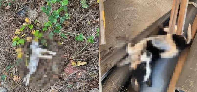 Çanakkale Bayramiç’te kan donduran vahşet! Köpekler açlıktan birbirlerini yedi