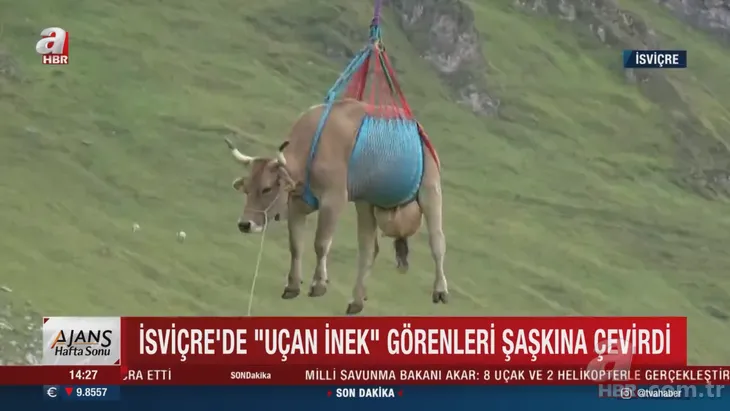 İsviçre’de yaralı ineklerin helikopter yolculuğu