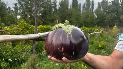 Tamamen organik! Hobi bahçesinde yetiştirdiği patlıcan görenleri şaşırttı