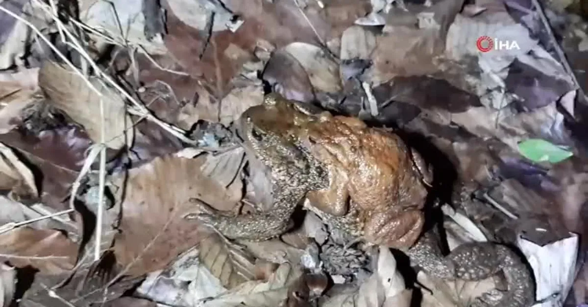 Bolu’da şaşkına çeviren manzara! Sırtında taşıdı… Böyle görüntülendi