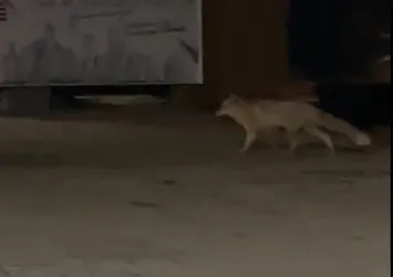 Muş’ta aç kalan tilki şehir merkezine indi