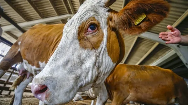Kurban hakkında doğru bilinen yanlışlar! Kurban nasıl kesilir? Vekalet nasıl verilir? Bunu sakın yapmayın...