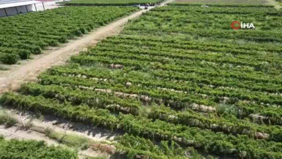 Üzümün kalbi Manisa’da hasat başladı