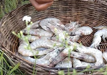 Böyle yemek yapma yöntemi görmediniz