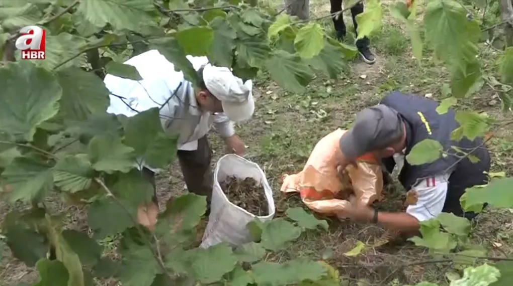 Ordu'da fındık hasadı sürüyor: Rekolte nasıl?