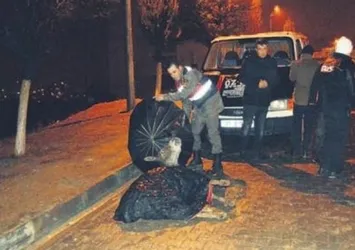 Yaralı eşeğe jandarma şefkati