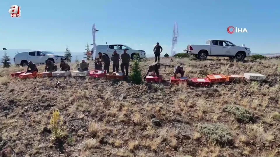 Kene avcısı keklikler doğaya salındı