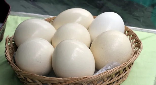 Mimar Sinan inşaatında, İbn-i Sina kemik erimesi tedavisinde kullandı! İşte tarihin önemli isimlerinin kullandığı nadir bulunan o besin…