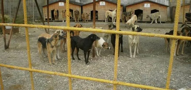 Başkan Recep Tayyip Erdoğan talimat verdi! Sokak hayvanları için yeni yol haritası