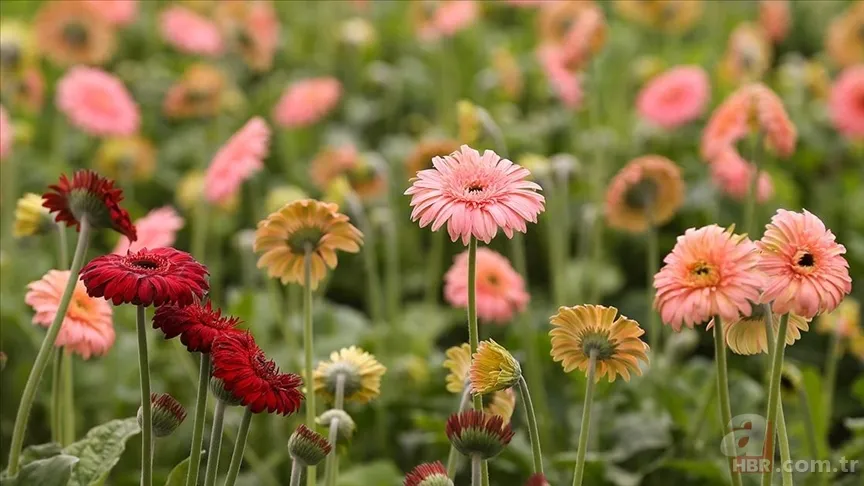 İsminizin ilk harfi kişiliğinizi belirliyor! İsmi A, B, F, K, S harfleriyle başlayan kişilerin özellikleri neler? İşte isim kişilik testi 23