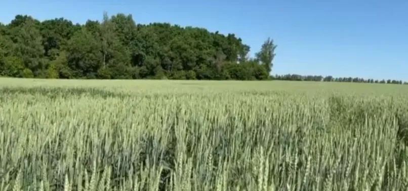 Tahıl koridoru neden önemli? Tahıl koridoru nasıl kurulacak?