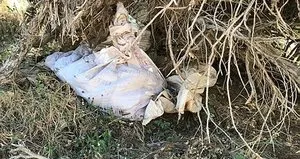 Ağaçların arasında bulundu! PKK...