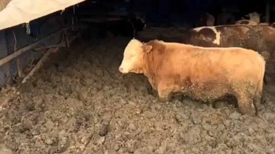 Hayvanları çamura batırmışlar: Görüntüler infiale yol açtı, bakanlık o işletmeye acımadı - 1