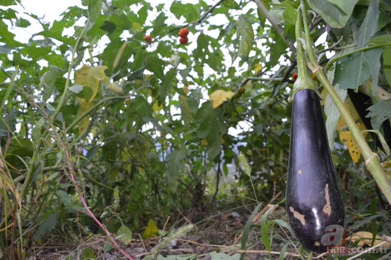 Yetiştirdiği çilek hayrete düşürdü! 45 günden fazla sürdü... Guinness Rekorlar Kitabı'na girdi 7