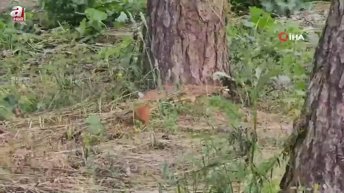 Sarıkamış'ta sevimli sincap kamerada