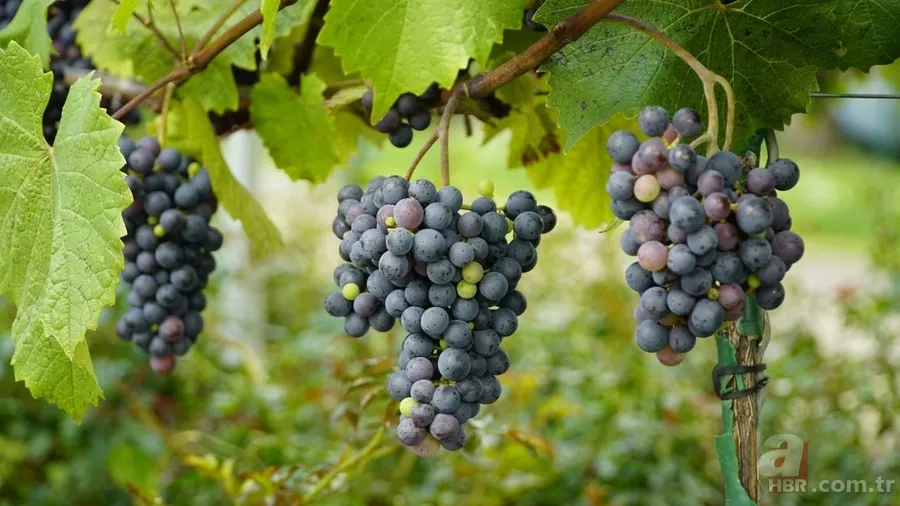 Yılbaşı gecesi masanın altında 12 üzüm ritüeli nedir? İşte anlamı 3