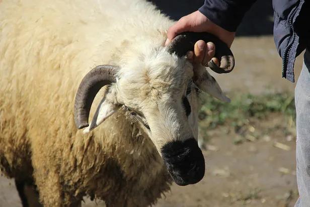 kurban-ne-zamana-kadar-kesilebilir-kurban-bayraminin-4-gunu-kurban-kesilir-mi-kurban-kesim-vakti-ne-zaman-bite-1657606604131.jpg Kurban ne zamana kadar kesilebilir? Kurban Bayramı'nın 4. günü kurban kesilir mi? Kurban kesim vakti ne zaman biter? - 1