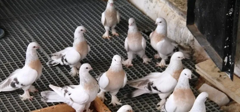 Değerleri 250 bin lira! Gözü gibi bakıyor...